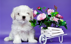 白色的小狗，粉紅色的玫瑰鮮花 高清桌布