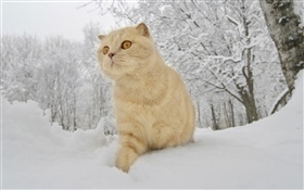 冬天，雪，貓 高清桌布