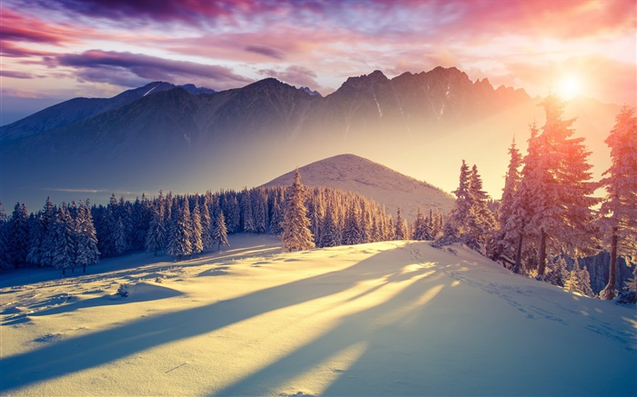 冬天，雪，冷，山，樹，雲杉，天空，日出，陰影 桌布 圖片