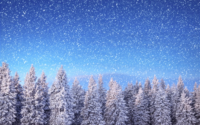 冬季，雲杉樹，藍色的天空，雪花，雪 桌布 圖片