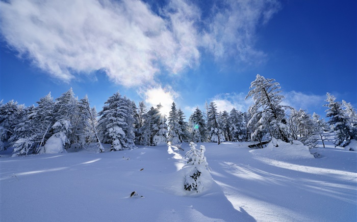 冬季，厚厚的積雪，樹木，雲杉，邊坡，雲 桌布 圖片