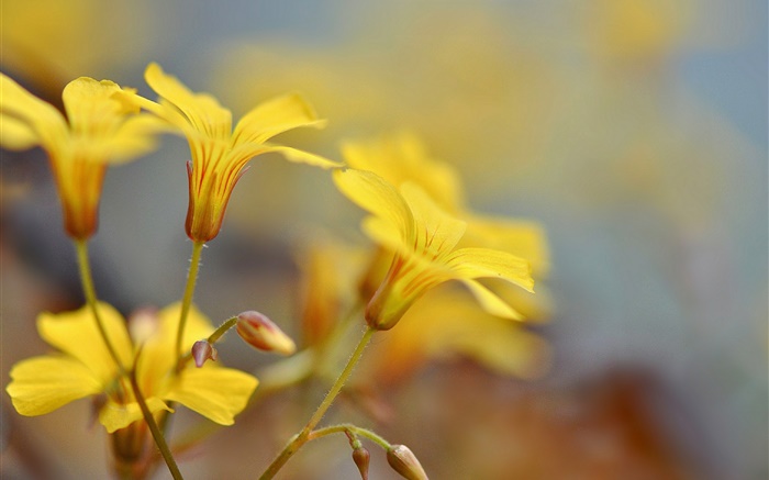 黃色的花，花蕾，背景虛化 桌布 圖片