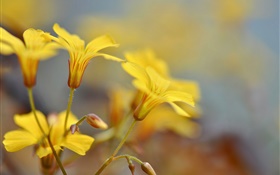 黃色的花，花蕾，背景虛化 高清桌布