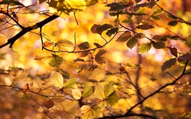 黃色的樹葉，樹枝，秋