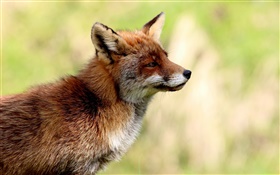 動物特寫，狐狸側視圖 高清桌布