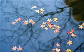 秋天，水中的倒影，黃色的楓葉 高清桌布