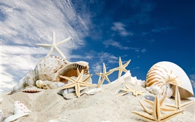 沙灘，貝殼，海星，藍天 高清桌布