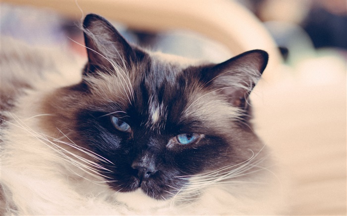 藍眼睛的貓臉，鬍子 桌布 圖片