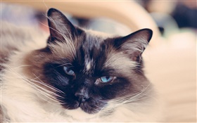 藍眼睛的貓臉，鬍子 高清桌布