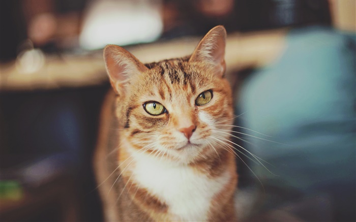 棕色貓，黃色的眼睛 桌布 圖片