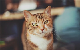 棕色貓，黃色的眼睛 高清桌布