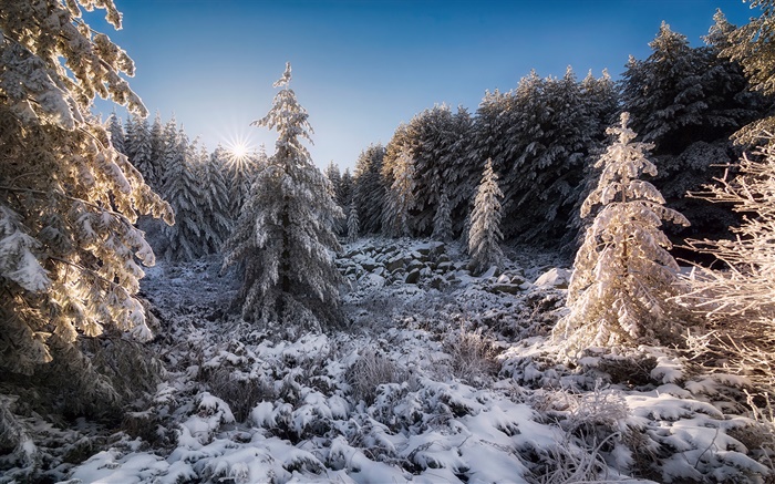保加利亞，森林，樹木，雪，日落，冬季 桌布 圖片