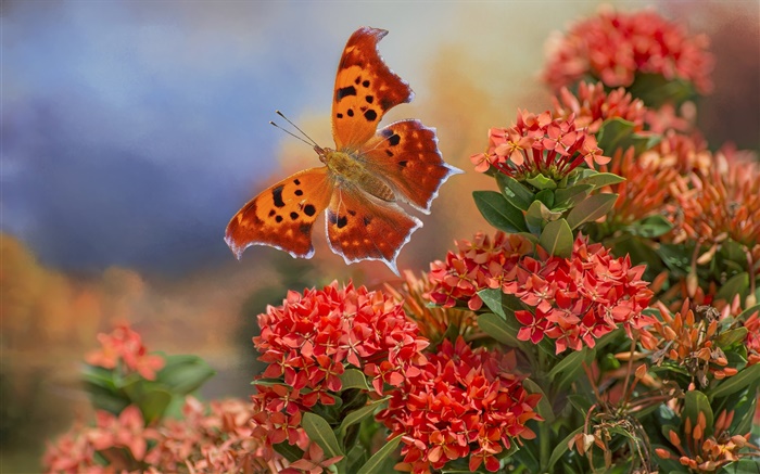 蝴蝶和紅色的花朵 桌布 圖片