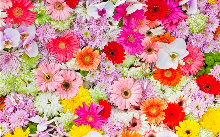 菊花，蘭花，非洲菊，五顏六色的鮮花 桌布 圖片