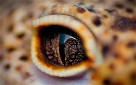 鱷魚眼睛特寫，眼皮