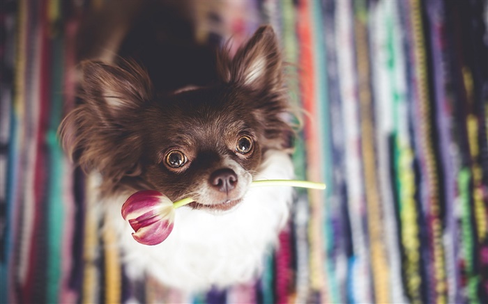 可愛的狗狗咬花鬱金香 桌布 圖片