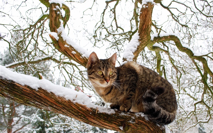 家貓，樹，雪，冬季 桌布 圖片