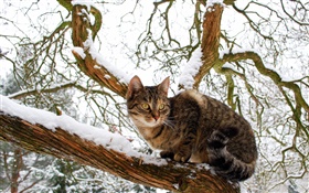 家貓，樹，雪，冬季