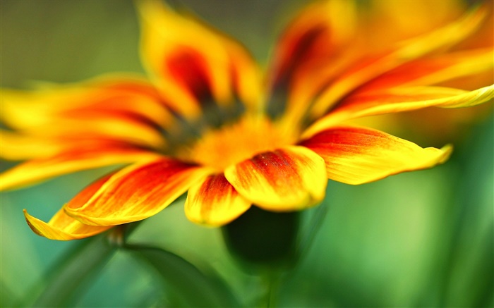 花卉微距攝影，橙黃色的花瓣，模糊背景 桌布 圖片
