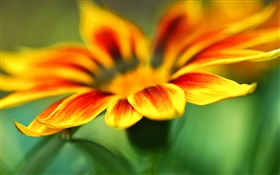 花卉微距攝影，橙黃色的花瓣，模糊背景 高清桌布