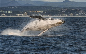 黃金海岸，澳大利亞昆士蘭州，珊瑚海，座頭鯨跳躍 高清桌布