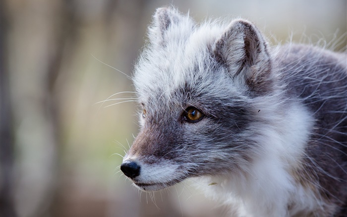 灰色的北極狐，肖像 桌布 圖片