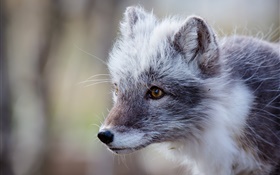 灰色的北極狐，肖像 高清桌布