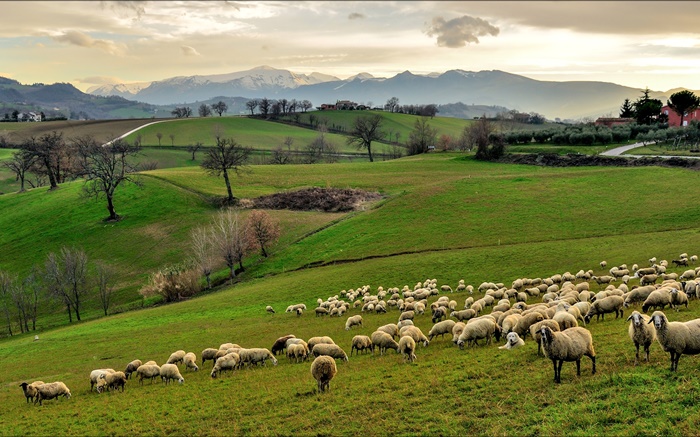 意大利，坎帕尼亞，丘陵，草，樹，羊，羊群 桌布 圖片