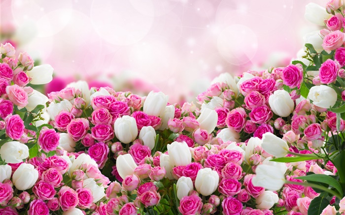 許多玫瑰鮮花，粉紅色和白色 桌布 圖片