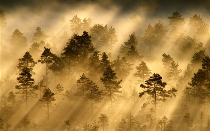 早晨，森林，樹木，霧，光，太陽光線 桌布 圖片
