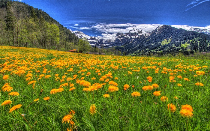山，黃色的野花，坡，樹木，雲 桌布 圖片