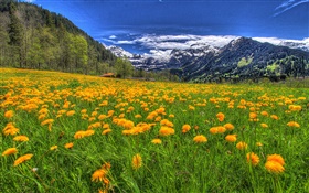 山，黃色的野花，坡，樹木，雲 高清桌布