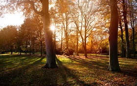 公園，樹木，日落，秋，陰影