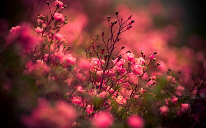 粉紅色的玫瑰鮮花，背景虛化 桌布 圖片