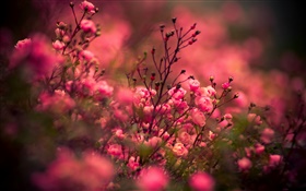 粉紅色的玫瑰鮮花，背景虛化 高清桌布