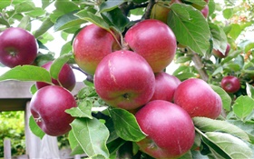 紅蘋果，樹，綠葉，夏天，收穫 高清桌布