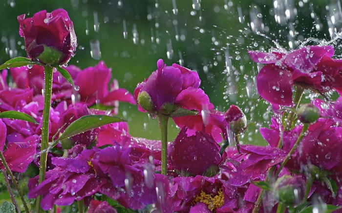 在雨中的紅色花朵，水珠 桌布 圖片