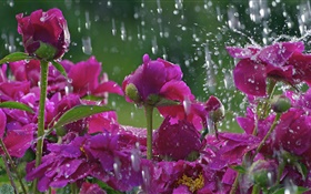 在雨中的紅色花朵，水珠