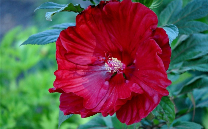 紅色的芙蓉花，中國玫瑰 桌布 圖片