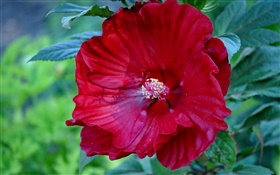紅色的芙蓉花，中國玫瑰 高清桌布