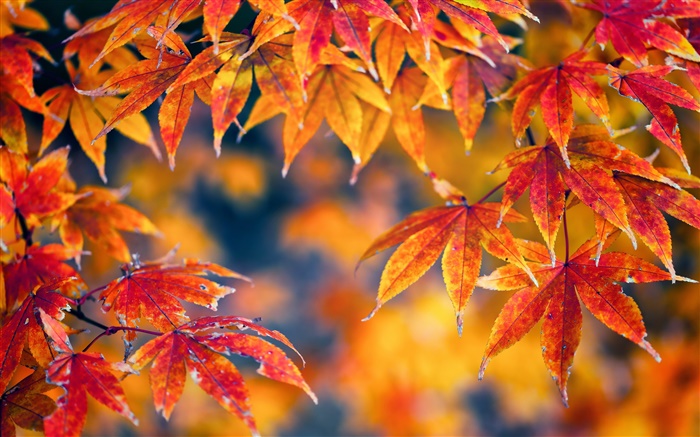 紅色的楓葉，秋季，背景虛化 桌布 圖片