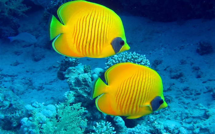 熱帶魚，水下，黃色的珊瑚魚 桌布 圖片