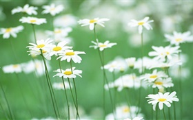 白色的雛菊，花卉，綠色背景 高清桌布