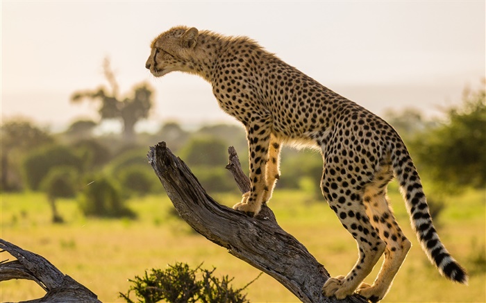 非洲獵豹側視圖，樹 桌布 圖片