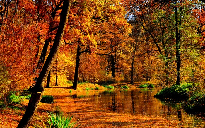 秋天，池塘，水，黃色的樹葉，樹木 桌布 圖片