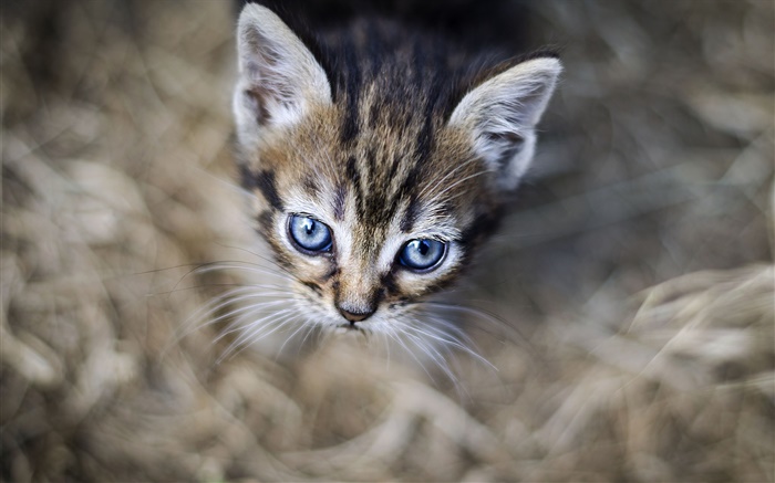 藍眼睛的小貓，臉，背景虛化 桌布 圖片