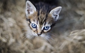 藍眼睛的小貓，臉，背景虛化 高清桌布