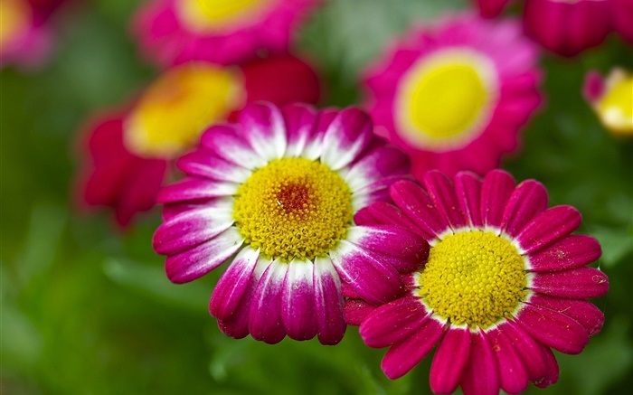 洋甘菊，粉紅色的花朵，背景虛化 桌布 圖片