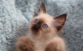 可愛的小貓，眼睛，小鬍子 高清桌布