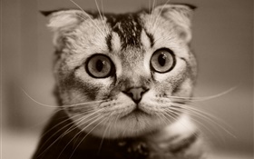 可愛的小貓的臉，背景虛化 高清桌布